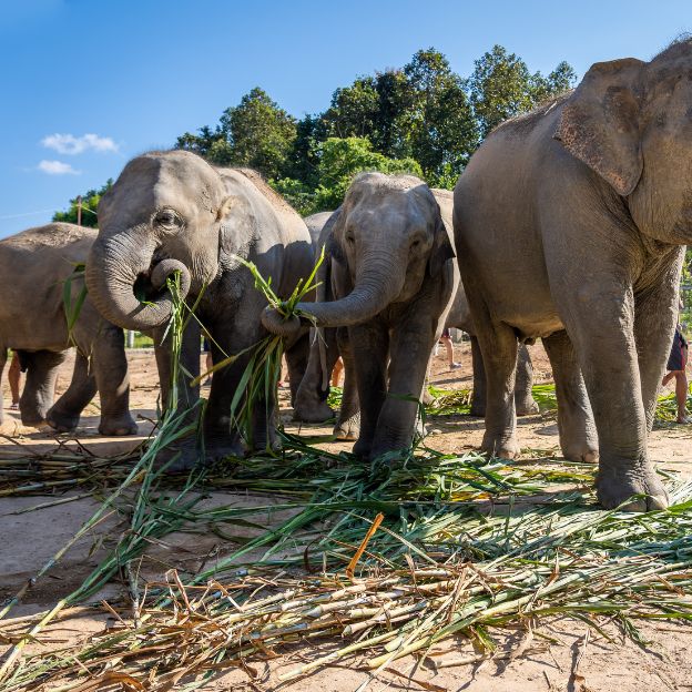 Elephant Jungle Sanctuary