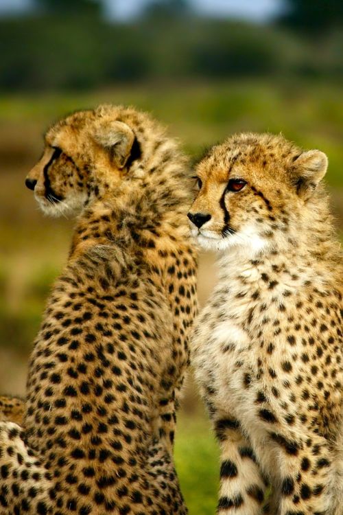 South Africa